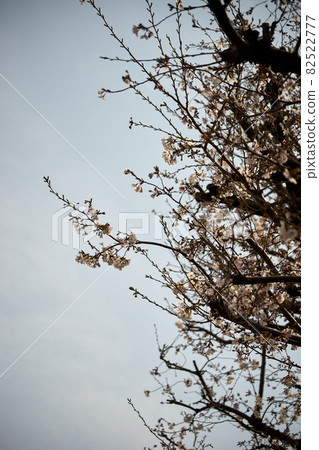 Cherry blossoms, branches, buds, landscapes, spring Cherry blossoms, branches, buds, landscapes, spring 82522777