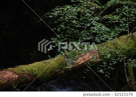 Beautiful moss and young autumn leaves growing in the mountains 82523179
