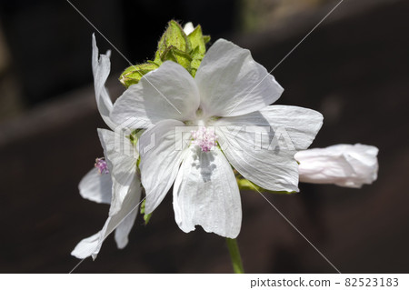 Malva 'Alba' Malva 'Alba' 82523183