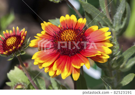 Gaillardia 'Arizona Sun' 82523191
