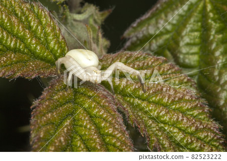 White crab spider White crab spider 82523222
