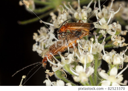 Cardinal beetle (pyrochroa coccinea) red headed insect which are mating 82523370