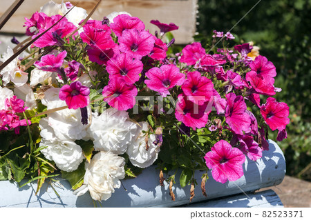 Petunia a spring summer flowering plant grown in a flower box container 82523371