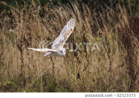 Barn Owl with spread wings flying Barn Owl with spread wings flying 82523373