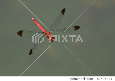 Friends of red dragonflies flying around the waterside Friends of red dragonflies flying around the waterside 82523744