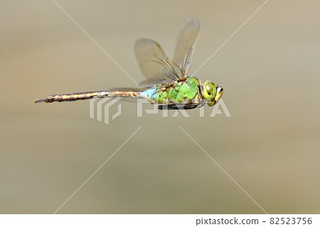 Cool anax parthenope flying by the water 82523756