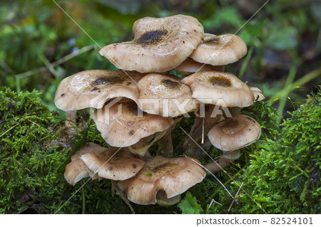 Woodland fungi mushrooms in the autumn Woodland fungi mushrooms in the autumn 82524101