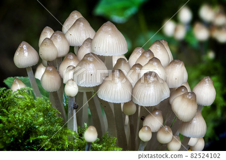 Woodland fungi mushrooms in the autumn Woodland fungi mushrooms in the autumn 82524102
