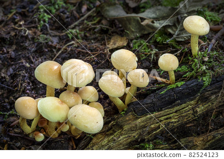 Woodland fungi mushrooms in the autumn Woodland fungi mushrooms in the autumn 82524123