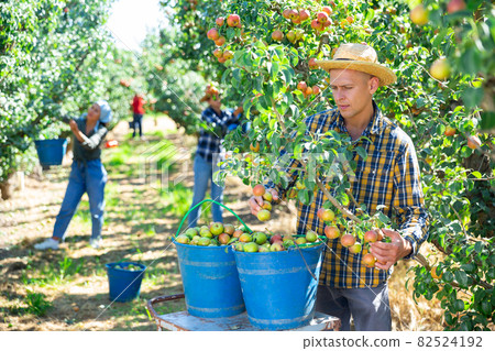 Three workers picking pears 82524192