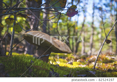 very big orange cap boletus grow in wood very big orange cap boletus grow in wood 82524197
