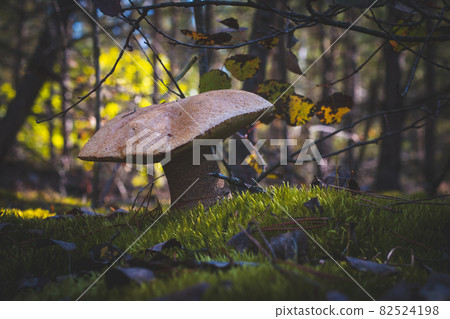 very big orange cap boletus grow in forest very big orange cap boletus grow in forest 82524198