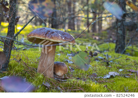 big and small cep mushrooms in forest 82524246