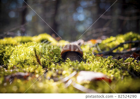 small orange cap mushroom grow in forest small orange cap mushroom grow in forest 82524290