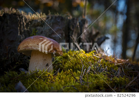 large brown cap mushroom grow in forest 82524296