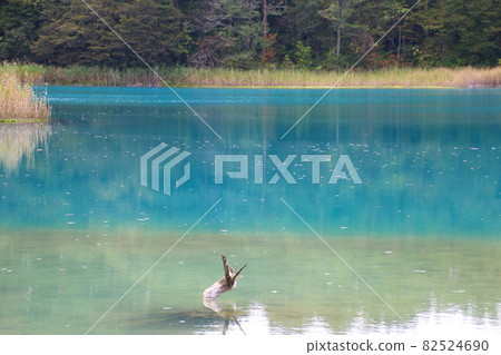 Bentennuma / Goshinuma Nature Exploration Road (Fukushima Prefecture, Kitashiobara Village) 82524690