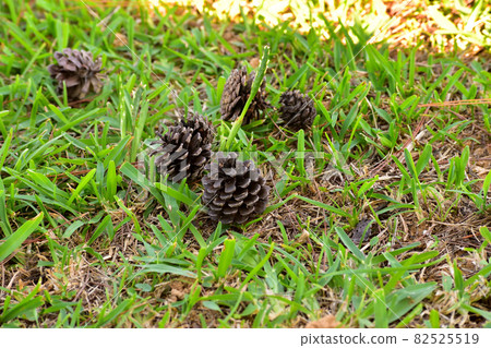 Planting Entire Pine Cones Information On Sprouting A Whole, 52% OFF