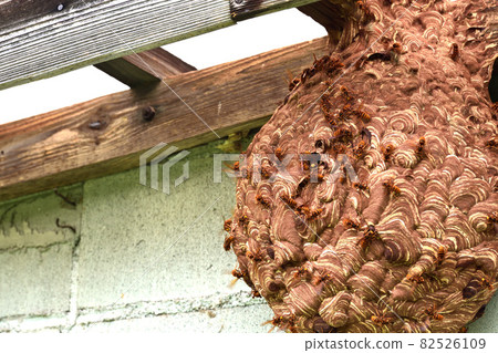 A hornet's nest that was built without knowing it in the storeroom A hornet's nest that was built without knowing it in the storeroom 82526109