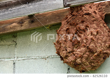 A hornet's nest that was built without knowing it in the storeroom 82526110