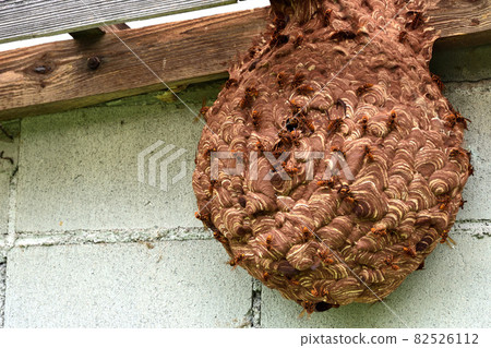 A hornet's nest that was built without knowing it in the storeroom 82526112
