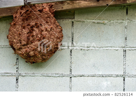 A hornet's nest that was built without knowing it in the storeroom A hornet's nest that was built without knowing it in the storeroom 82526114