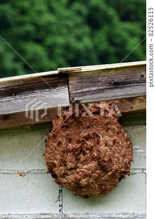 A hornet's nest that was built without knowing it in the storeroom 82526115