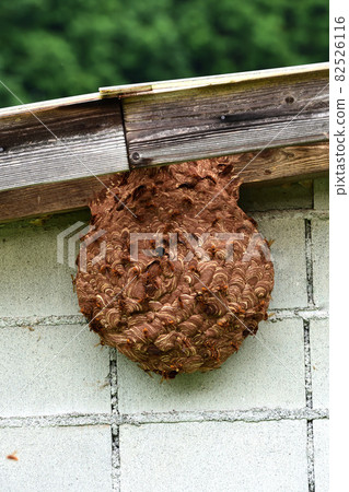 A hornet's nest that was built without knowing it in the storeroom 82526116