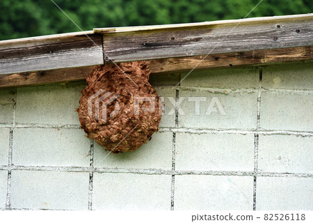 A hornet's nest that was built without knowing it in the storeroom 82526118