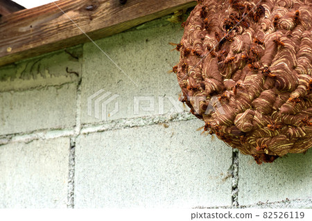 A hornet's nest that was built without knowing it in the storeroom A hornet's nest that was built without knowing it in the storeroom 82526119