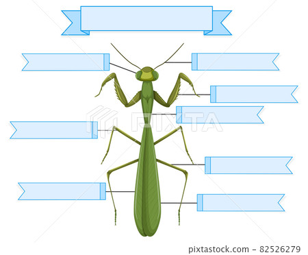 External Anatomy of a mantis worksheet 82526279