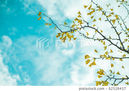 Blue sky and leaves 82526437