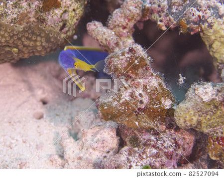 [Underwater photograph] Colorful creatures, Ribbon eel, that I met in the sea of Ishigaki Island 82527094