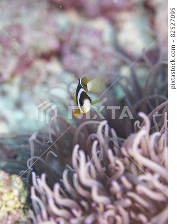 [Underwater photograph] Colorful creatures, anemone baby, that I met in the sea of Ishigaki Island 82527095