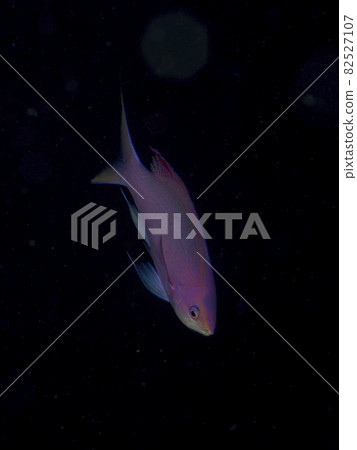 【水下照片】在石垣島的海裡遇見的五顏六色的生物花兒井 82527107