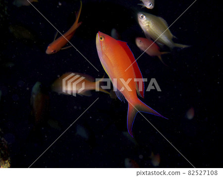 【水下照片】在石垣島的海裡遇見的五顏六色的生物，花子茜茜 82527108