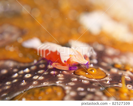 【水下照片】石垣島海中遇到的五顏六色的生物,Periclimenes imperator 【水下照片】石垣島海中遇到的五顏六色的生物,Periclimenes imperator 82527109