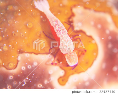 【水下照片】石垣島海中遇到的五顏六色的生物,Periclimenes imperator 【水下照片】石垣島海中遇到的五顏六色的生物,Periclimenes imperator 82527110