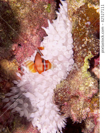 [水下照片]我在石垣島的海裡遇到的五顏六色的生物·海葵海葵住在粉紅色和白色的房子裡 82527111