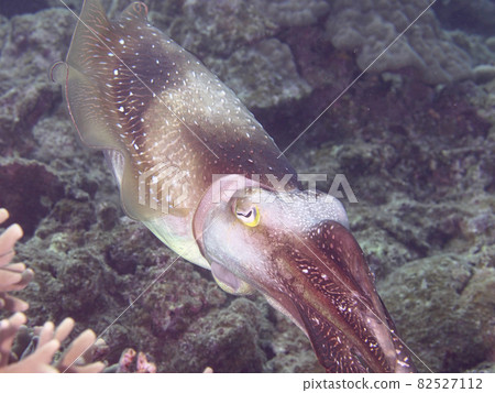 [水下照片]在石垣島海中遇到的五顏六色的生物·通過改變身體顏色威脅周圍環境的Kobushime 82527112