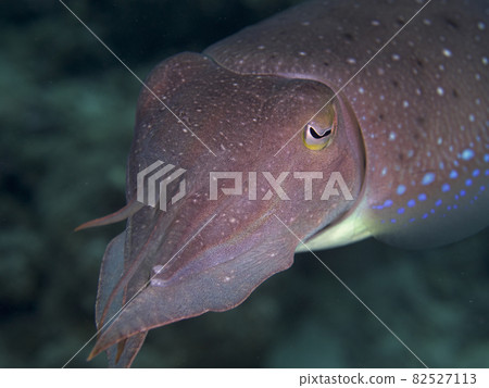 [水下照片]我在石垣島的海中遇到的五顏六色的生物，Kobushime即將產卵 82527113