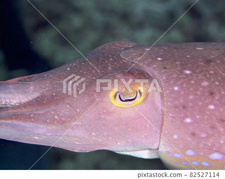 【水下照片】在石垣島的海裡遇見的五顏六色的生物和小魚 82527114