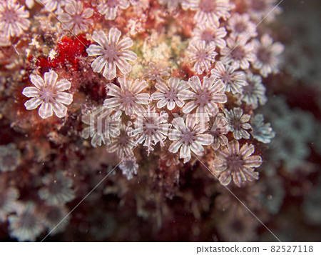 [水下照片]石垣島海中遇到的五顏六色的生物·海中盛開的水下花朵 82527118