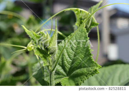 黃瓜生長點特寫 黃瓜生長點特寫 82528811