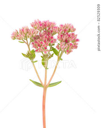 Sedum flowers isolated on white background. Hylotelephium spectabile or showy stonecrop. Sedum flowers isolated on white background. Hylotelephium spectabile or showy stonecrop. 82529309