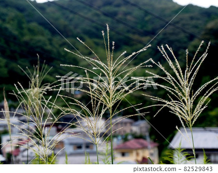 公園裡的蒲公英（玄內山綠地中的蒲公英） 82529843