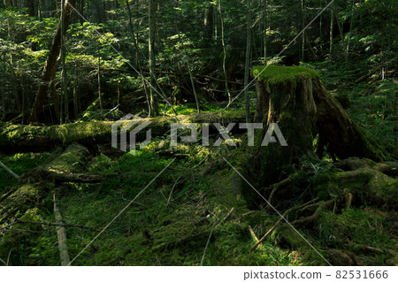 Moss Forest in Shirakoma Pond, Nagano Prefecture Autumn Moss Forest in Shirakoma Pond, Nagano Prefecture Autumn 82531666