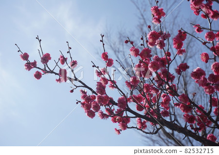 Ume flower Ume flower 82532715