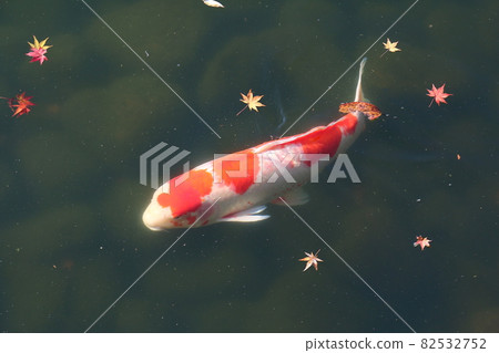 Carp of Japanese garden 82532752