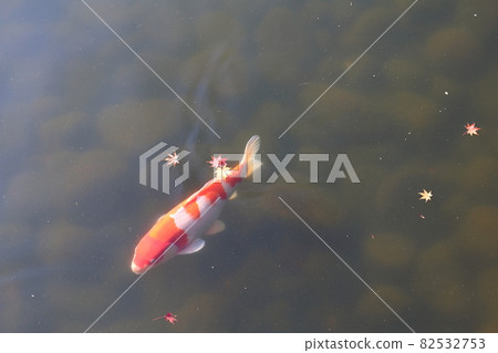 Carp of Japanese garden 82532753