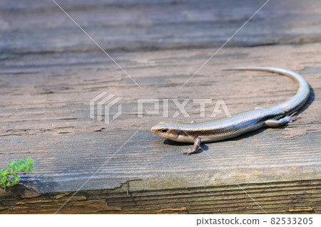 Japanese lizard 82533205